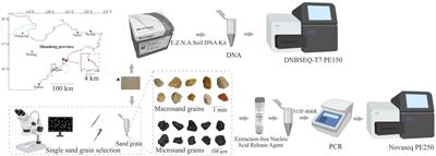 Insights into the composition and assembly mechanism of microbial communities on intertidal microsand grains